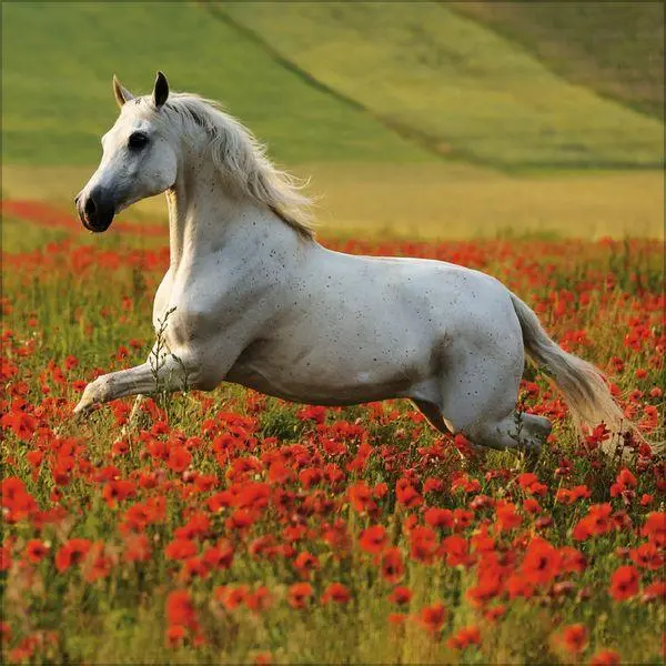 Bild: 9783819300783 | Horses 2027 | Verlag Korsch | Kalender | 13 S. | Deutsch | 2027