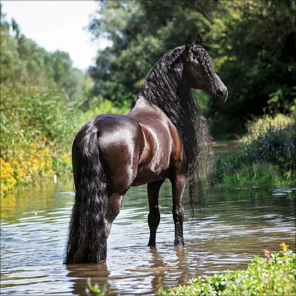 Bild: 9783819300783 | Horses 2027 | Verlag Korsch | Kalender | 13 S. | Deutsch | 2027