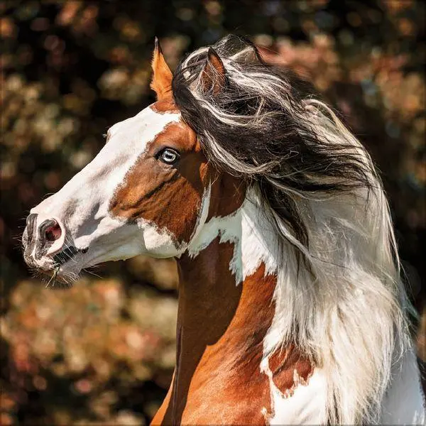 Bild: 9783819300783 | Horses 2027 | Verlag Korsch | Kalender | 13 S. | Deutsch | 2027