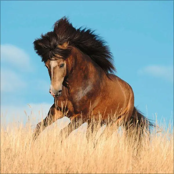 Bild: 9783819300783 | Horses 2027 | Verlag Korsch | Kalender | 13 S. | Deutsch | 2027