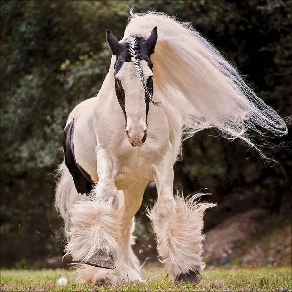 Bild: 9783819300783 | Horses 2027 | Verlag Korsch | Kalender | 13 S. | Deutsch | 2027