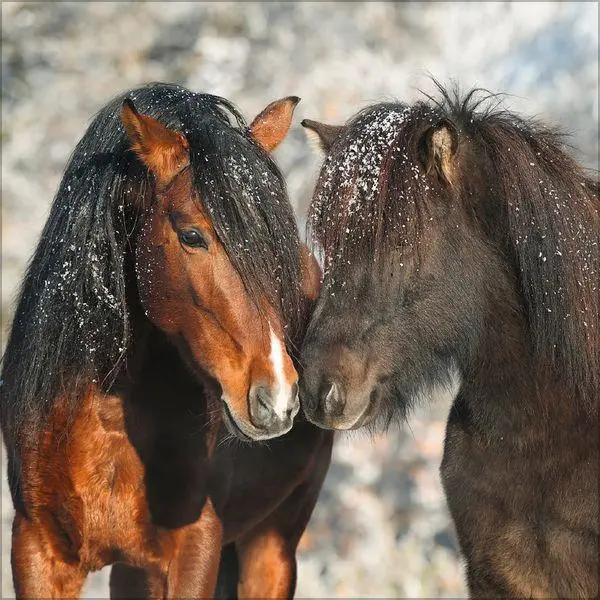 Bild: 9783819300783 | Horses 2027 | Verlag Korsch | Kalender | 13 S. | Deutsch | 2027