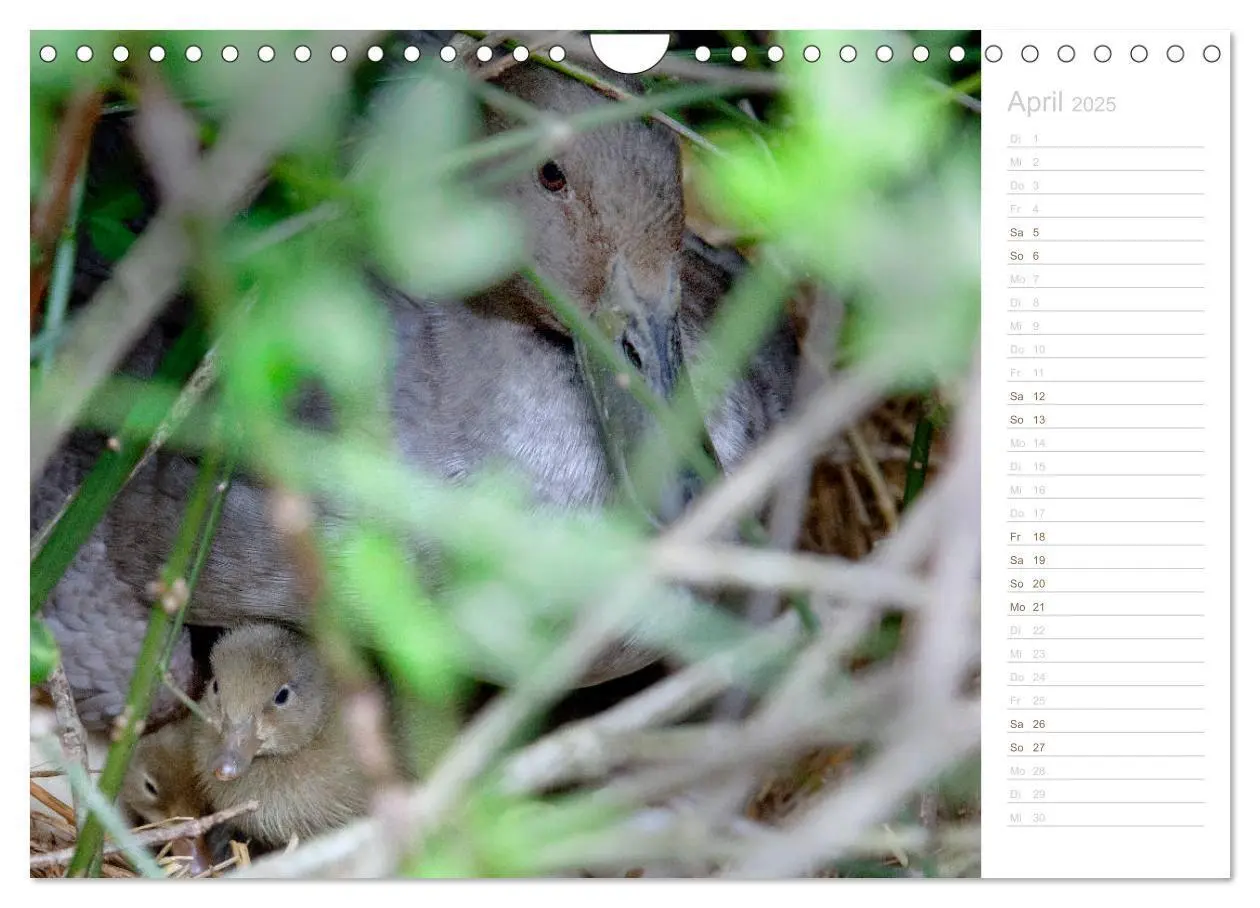 Bild: 9783435300983 | Laufenten - tierisch liebenswerte Zeitgenossen (Wandkalender 2025...