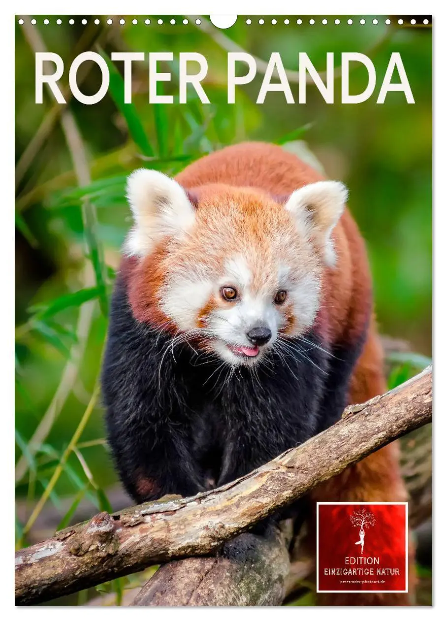 Cover: 9783516410983 | Roter Panda (Wandkalender 2026 DIN A3 hoch), CALVENDO Monatskalender
