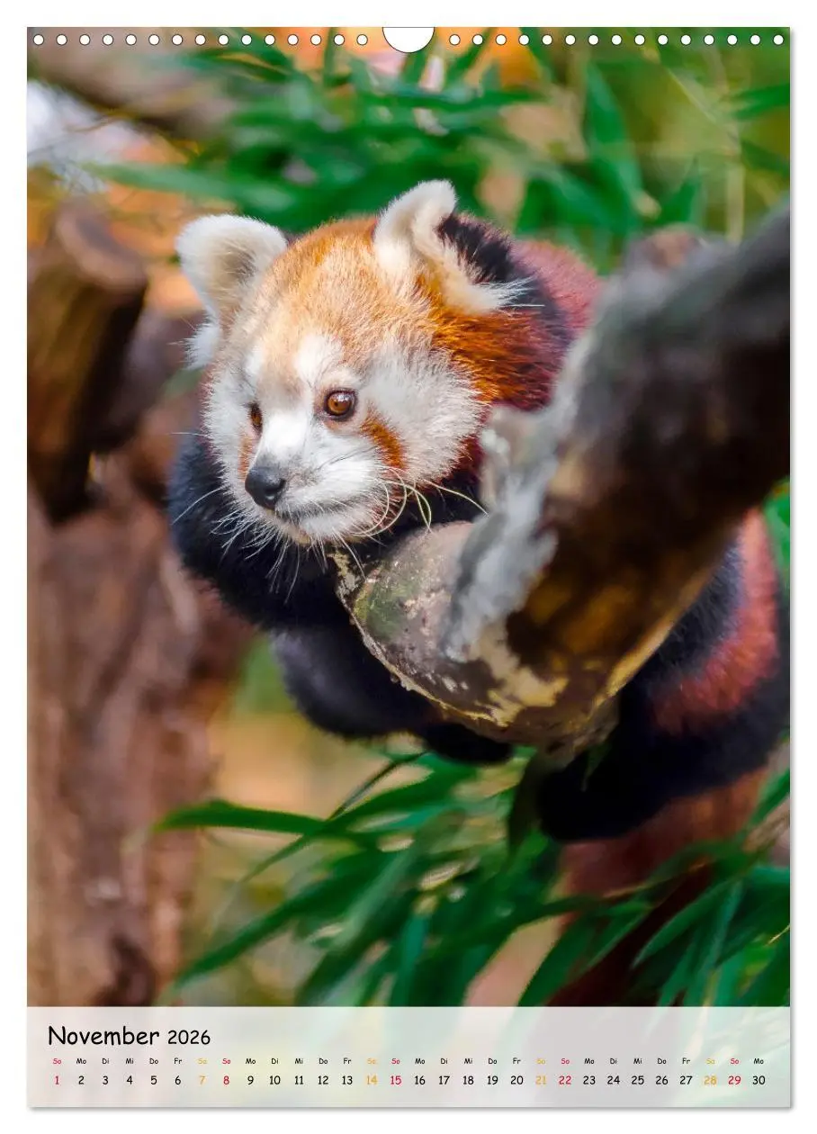 Bild: 9783516410983 | Roter Panda (Wandkalender 2026 DIN A3 hoch), CALVENDO Monatskalender