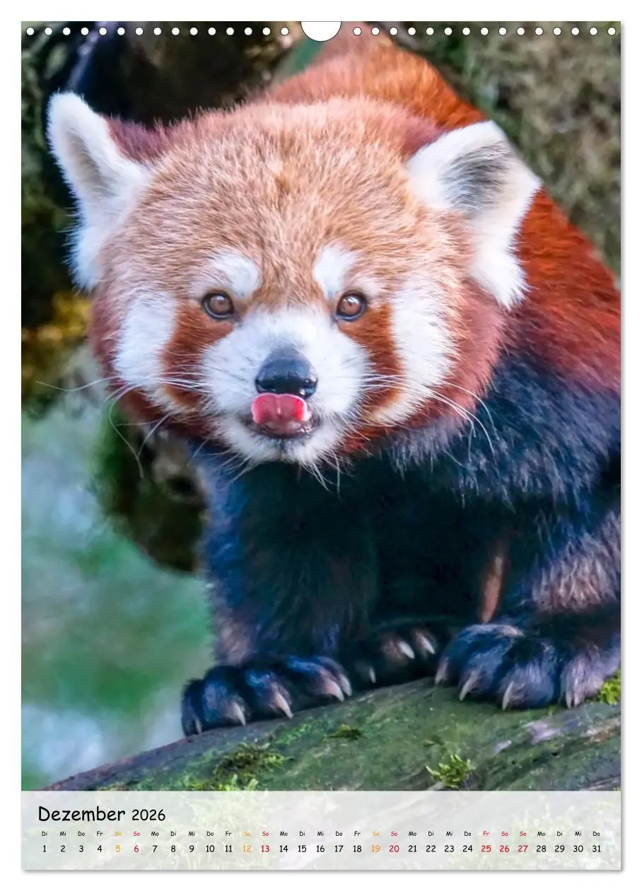 Bild: 9783516410983 | Roter Panda (Wandkalender 2026 DIN A3 hoch), CALVENDO Monatskalender