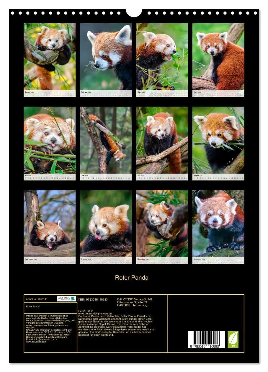 Bild: 9783516410983 | Roter Panda (Wandkalender 2026 DIN A3 hoch), CALVENDO Monatskalender