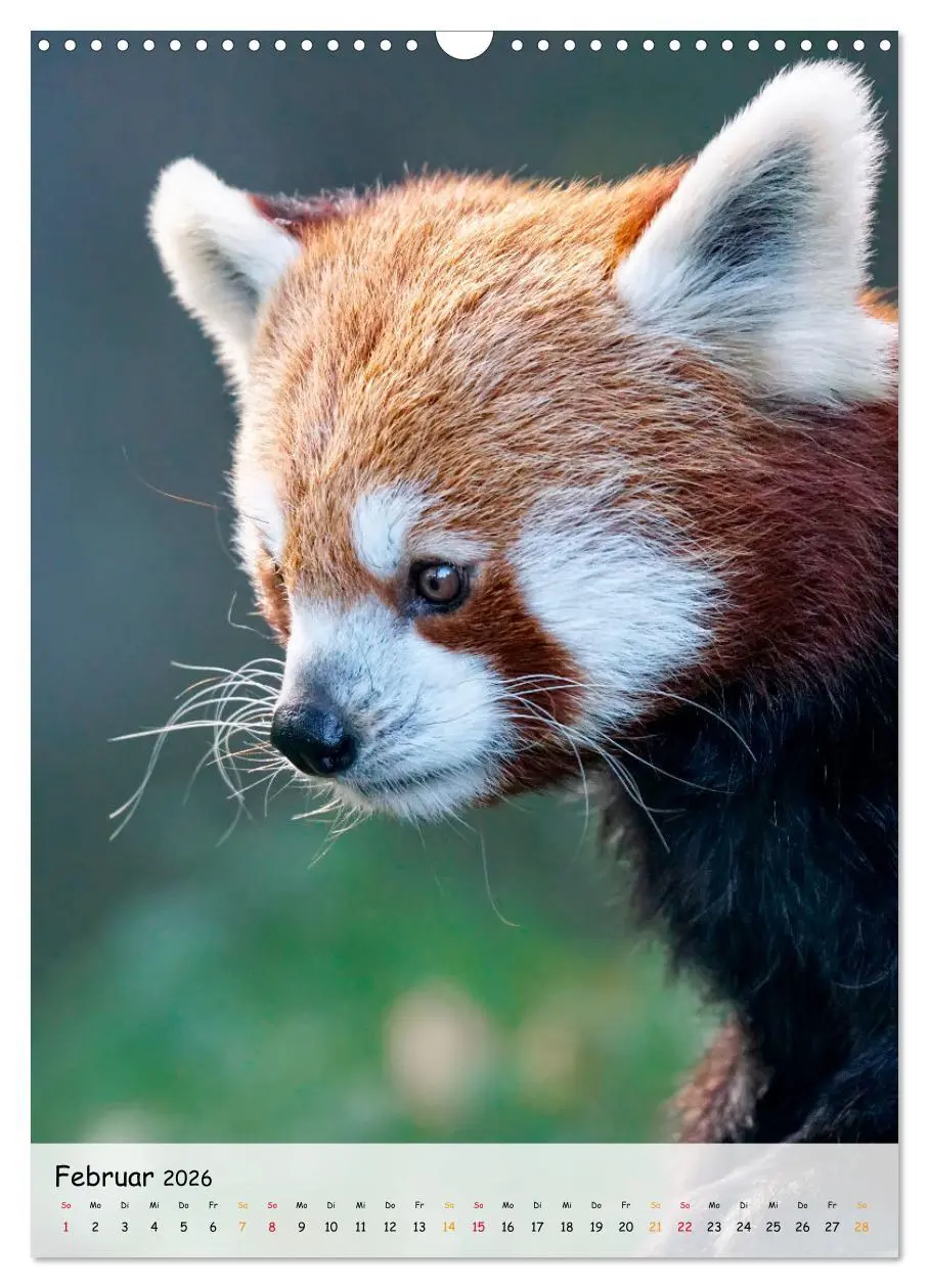 Bild: 9783516410983 | Roter Panda (Wandkalender 2026 DIN A3 hoch), CALVENDO Monatskalender