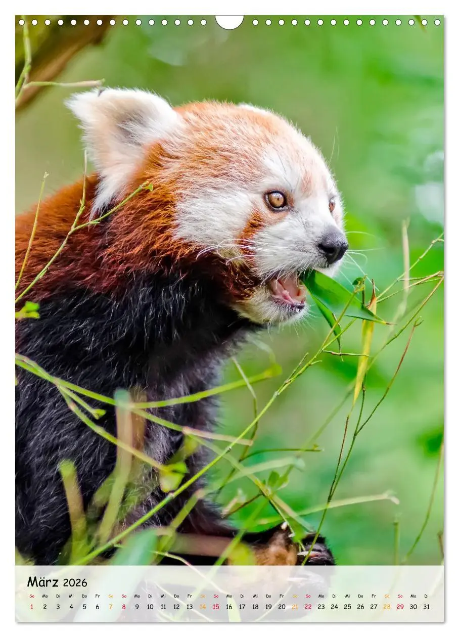 Bild: 9783516410983 | Roter Panda (Wandkalender 2026 DIN A3 hoch), CALVENDO Monatskalender