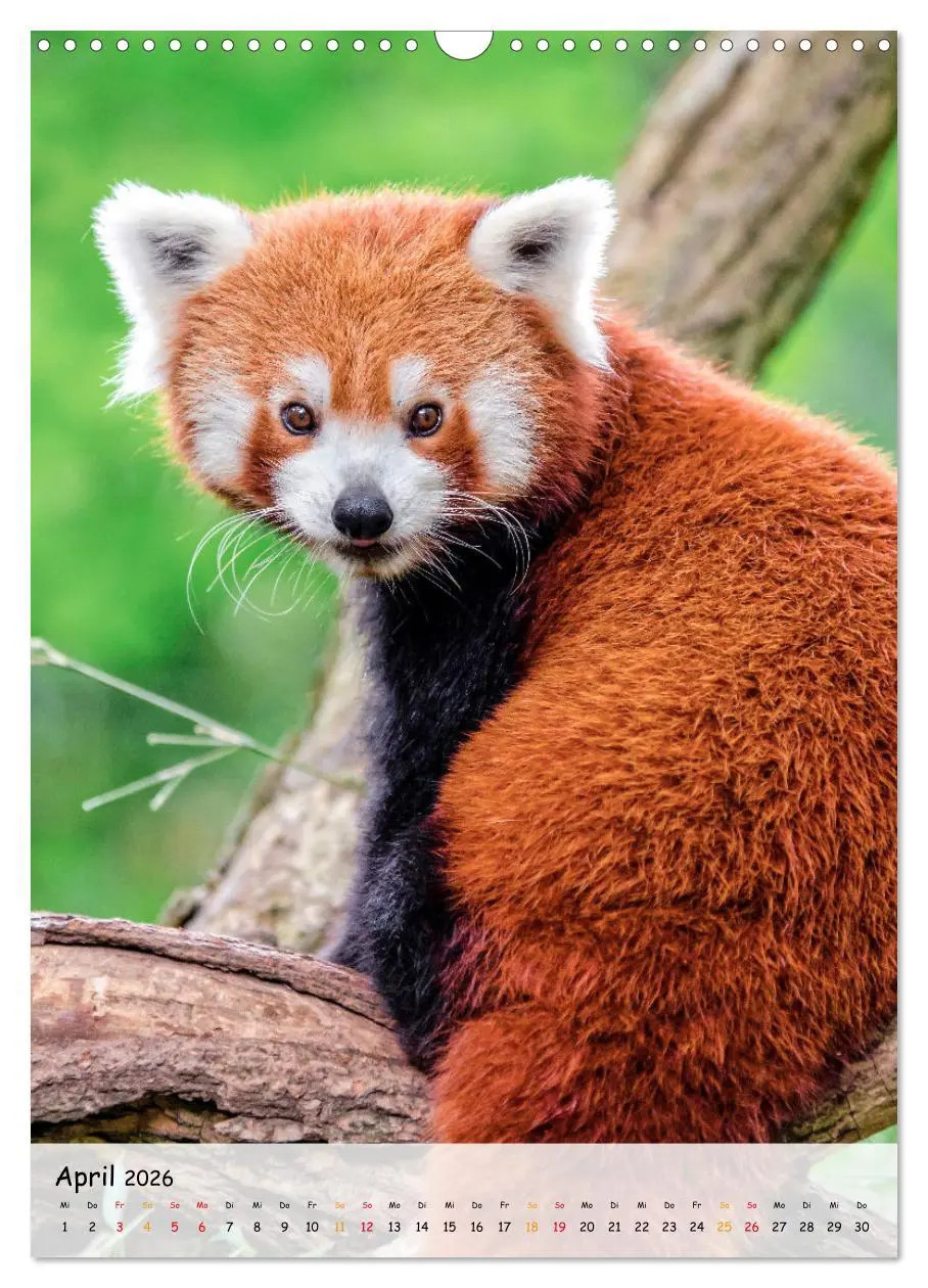 Bild: 9783516410983 | Roter Panda (Wandkalender 2026 DIN A3 hoch), CALVENDO Monatskalender