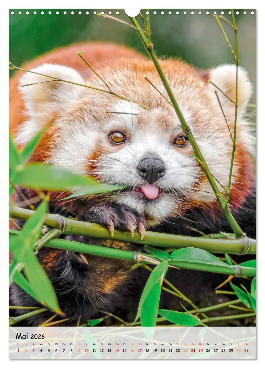 Bild: 9783516410983 | Roter Panda (Wandkalender 2026 DIN A3 hoch), CALVENDO Monatskalender