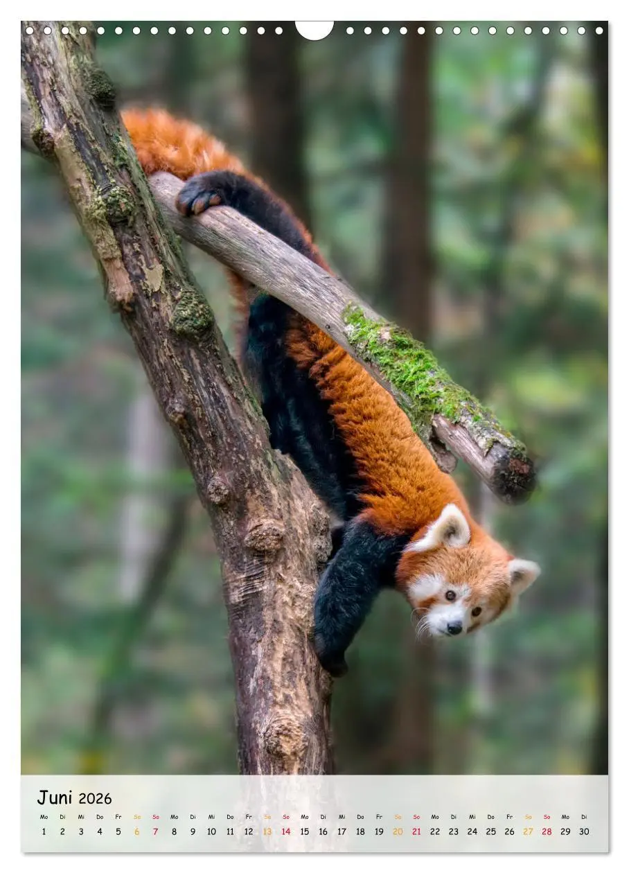 Bild: 9783516410983 | Roter Panda (Wandkalender 2026 DIN A3 hoch), CALVENDO Monatskalender