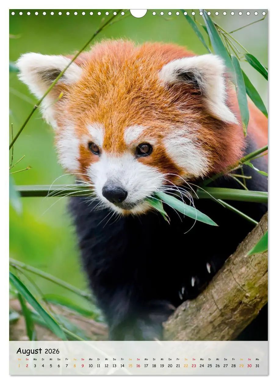 Bild: 9783516410983 | Roter Panda (Wandkalender 2026 DIN A3 hoch), CALVENDO Monatskalender
