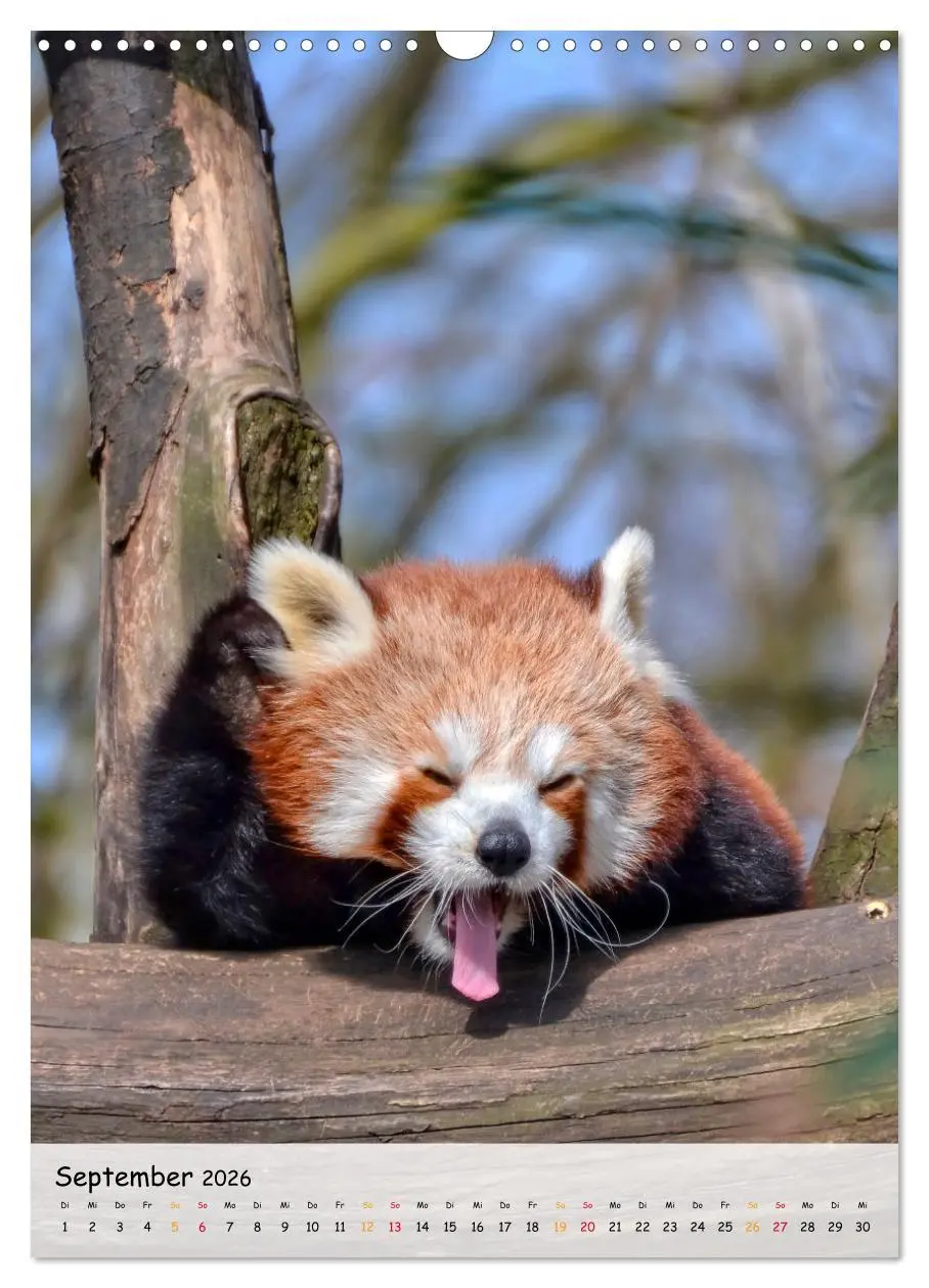 Bild: 9783516410983 | Roter Panda (Wandkalender 2026 DIN A3 hoch), CALVENDO Monatskalender