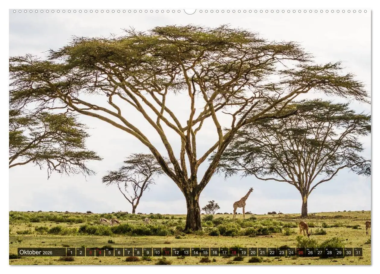 Bild: 9783516161083 | Kenia 2026 (Wandkalender 2026 DIN A2 quer), CALVENDO Monatskalender