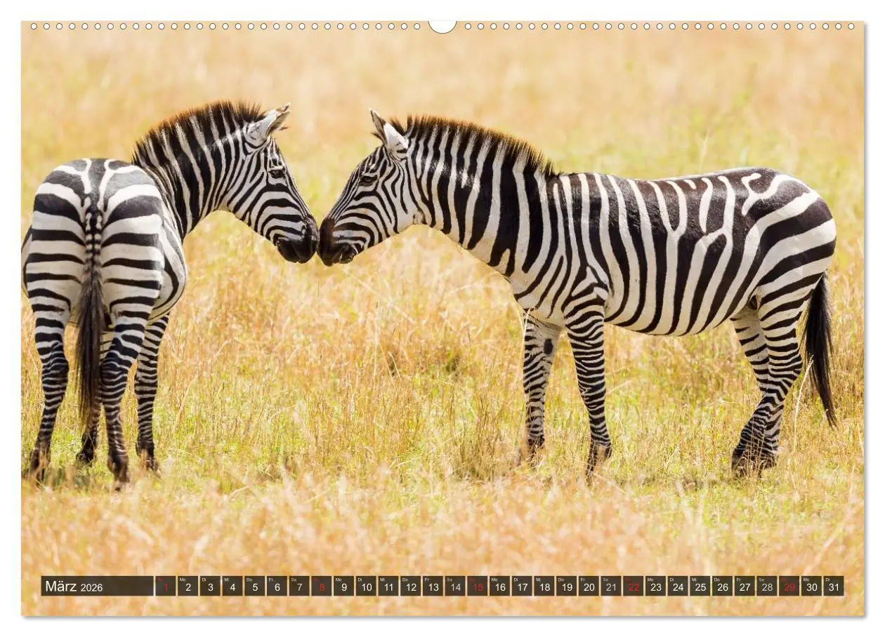 Bild: 9783516161083 | Kenia 2026 (Wandkalender 2026 DIN A2 quer), CALVENDO Monatskalender