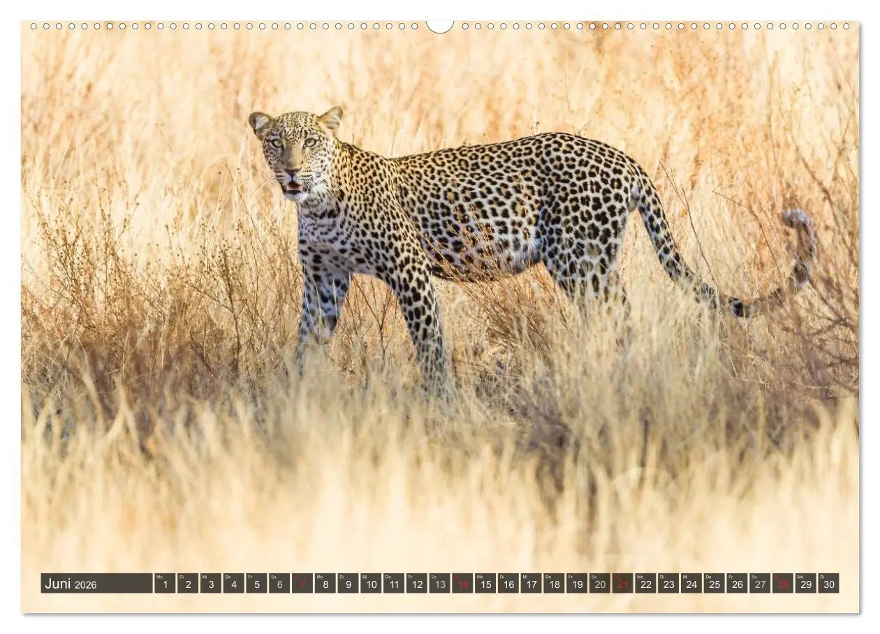 Bild: 9783516161083 | Kenia 2026 (Wandkalender 2026 DIN A2 quer), CALVENDO Monatskalender