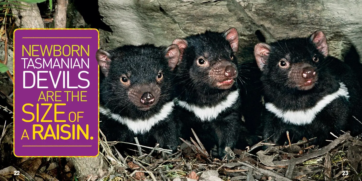 Bild: 9781426331183 | Weird But True! 8 | National Geographic Kids | Taschenbuch | Englisch