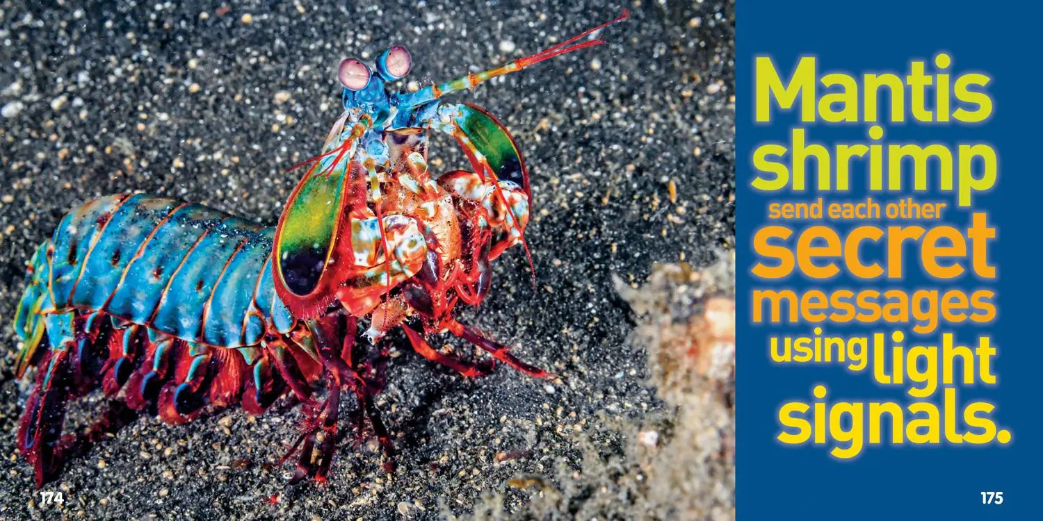 Bild: 9781426331183 | Weird But True! 8 | National Geographic Kids | Taschenbuch | Englisch
