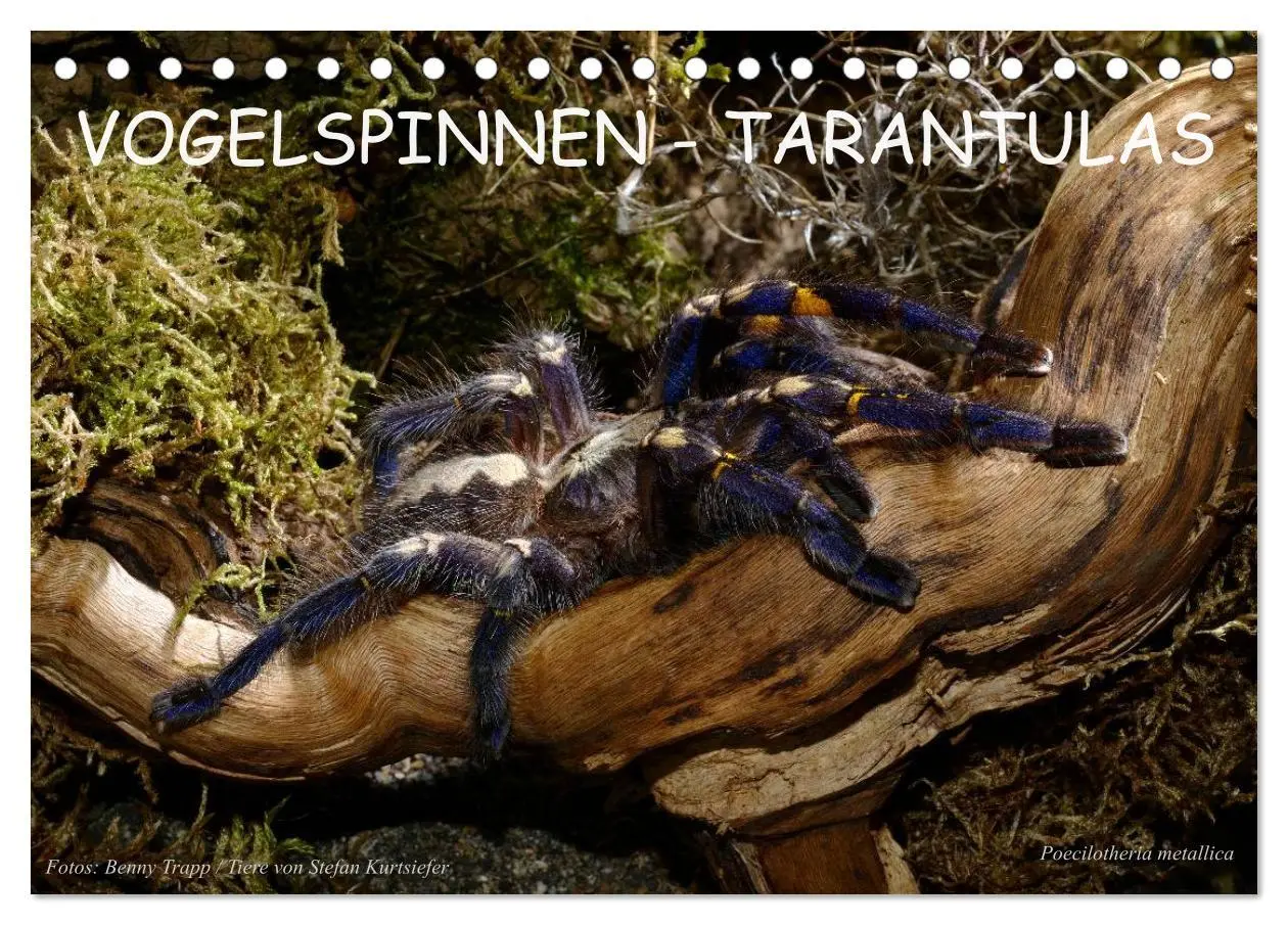 Cover: 9783516151183 | Vogelspinnen - Tarantulas (Tischkalender 2026 DIN A5 quer),...