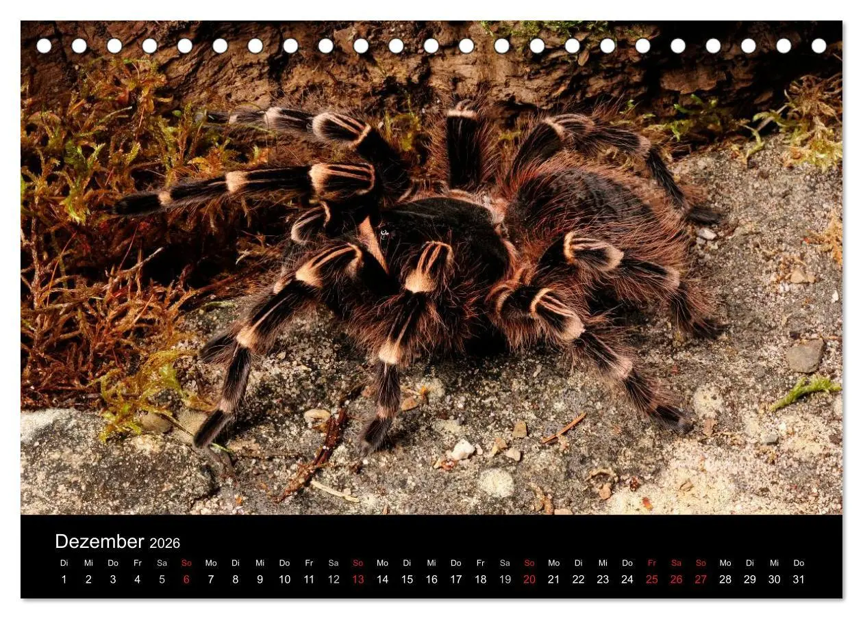 Bild: 9783516151183 | Vogelspinnen - Tarantulas (Tischkalender 2026 DIN A5 quer),...