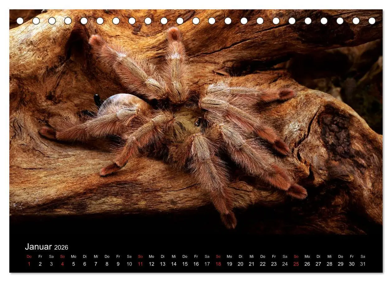 Bild: 9783516151183 | Vogelspinnen - Tarantulas (Tischkalender 2026 DIN A5 quer),...