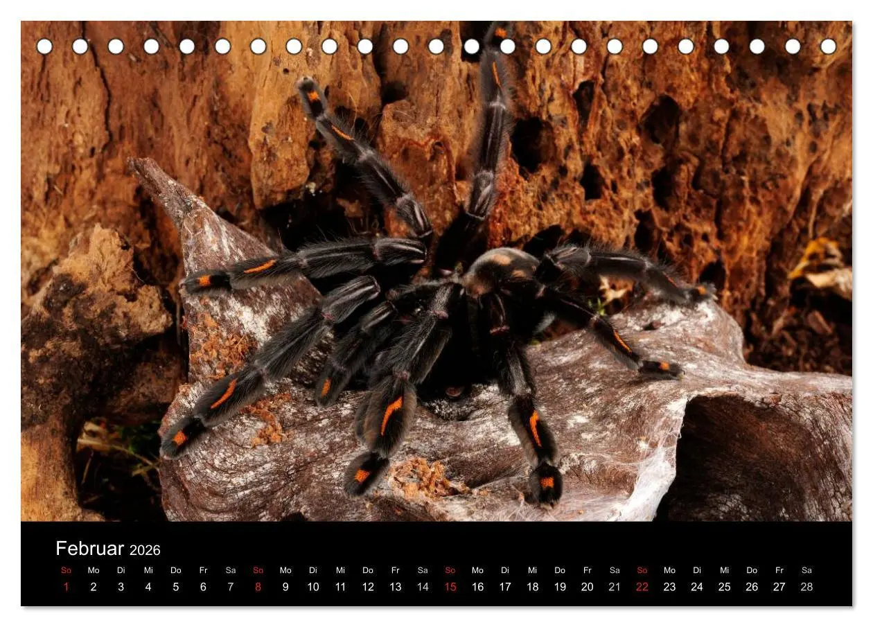 Bild: 9783516151183 | Vogelspinnen - Tarantulas (Tischkalender 2026 DIN A5 quer),...