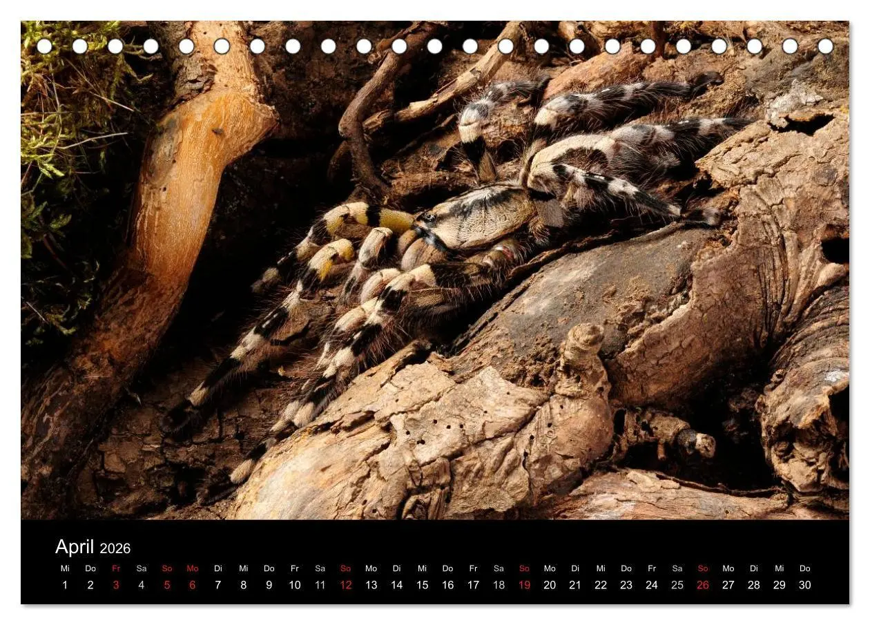 Bild: 9783516151183 | Vogelspinnen - Tarantulas (Tischkalender 2026 DIN A5 quer),...