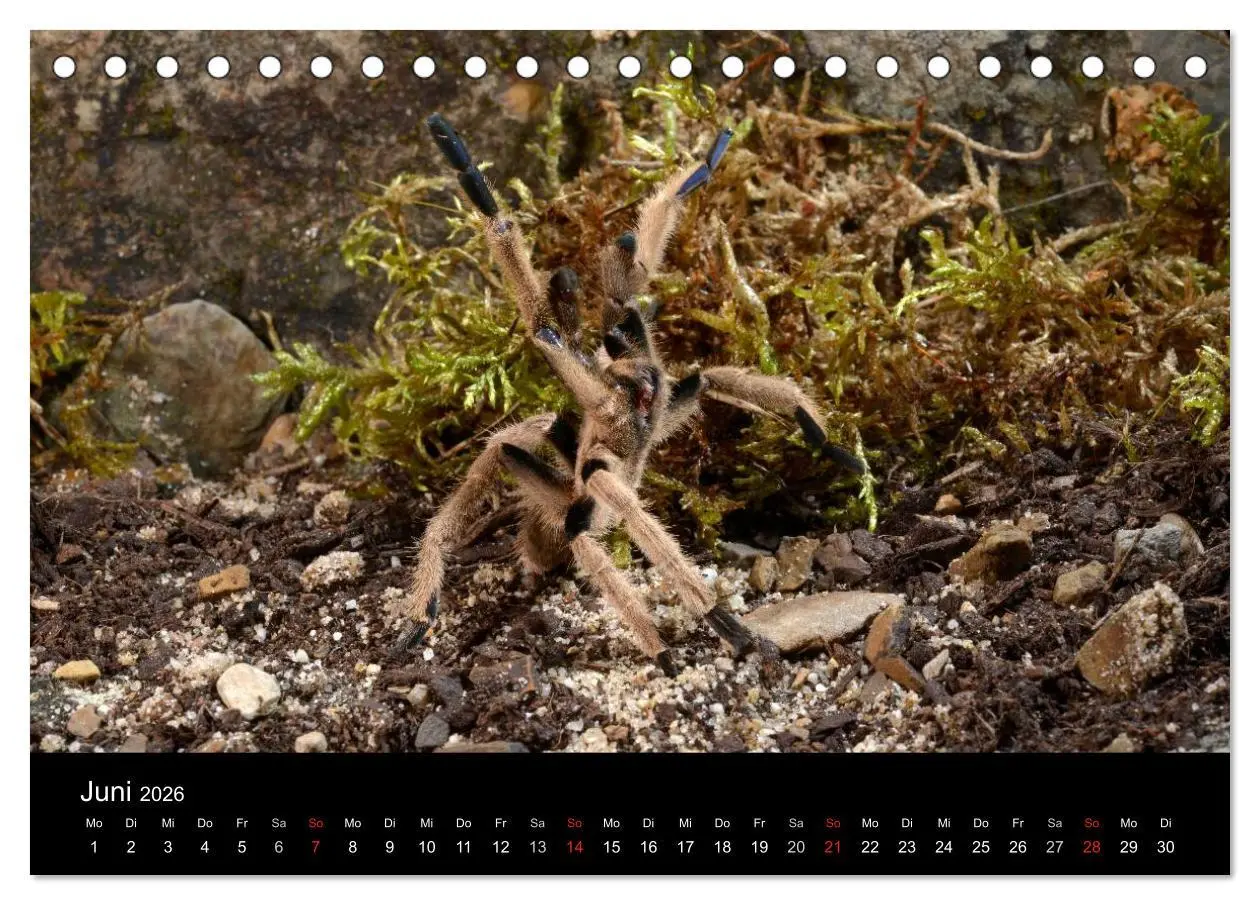 Bild: 9783516151183 | Vogelspinnen - Tarantulas (Tischkalender 2026 DIN A5 quer),...