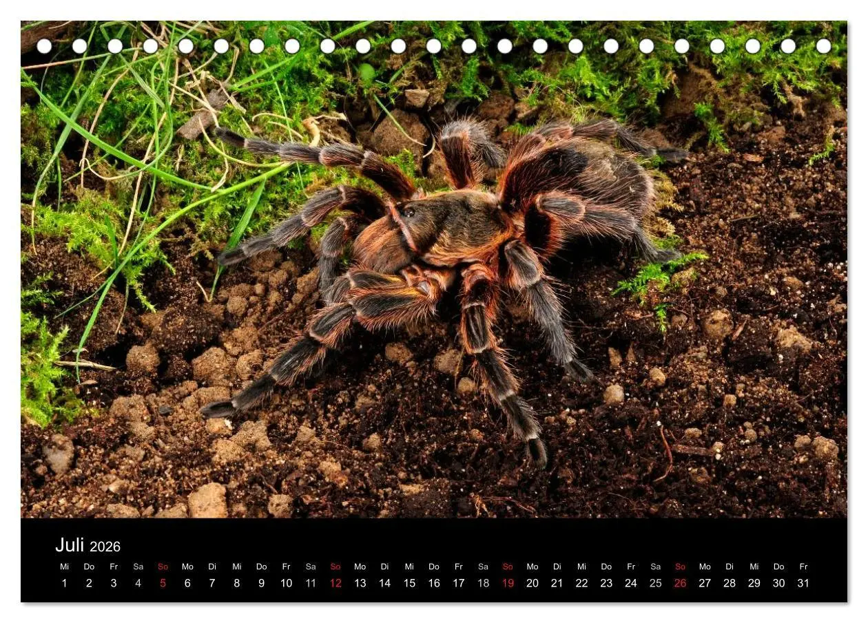 Bild: 9783516151183 | Vogelspinnen - Tarantulas (Tischkalender 2026 DIN A5 quer),...