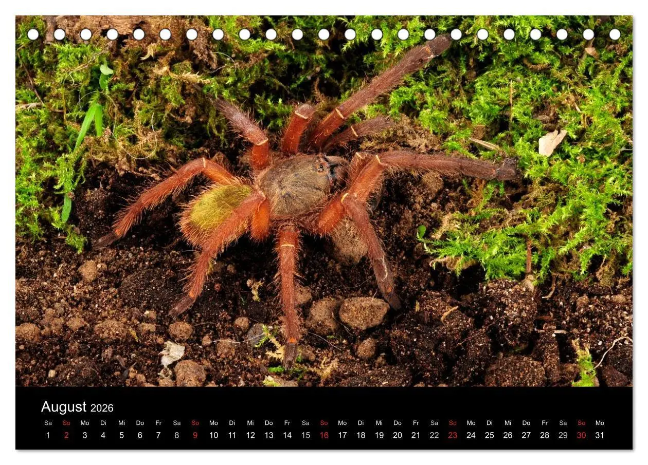 Bild: 9783516151183 | Vogelspinnen - Tarantulas (Tischkalender 2026 DIN A5 quer),...