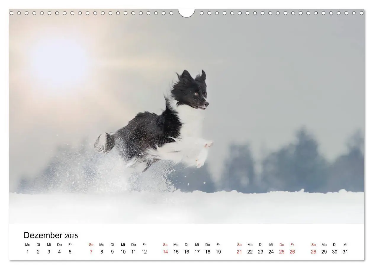 Bild: 9783435191383 | Border Collie - Bunt und clever! (Wandkalender 2025 DIN A3 quer),...