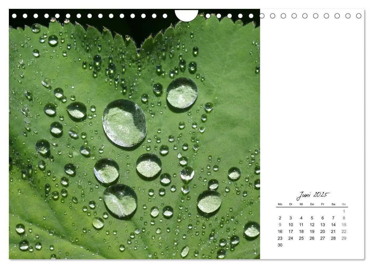 Bild: 9783435641383 | Blattkunst (Wandkalender 2025 DIN A4 quer), CALVENDO Monatskalender