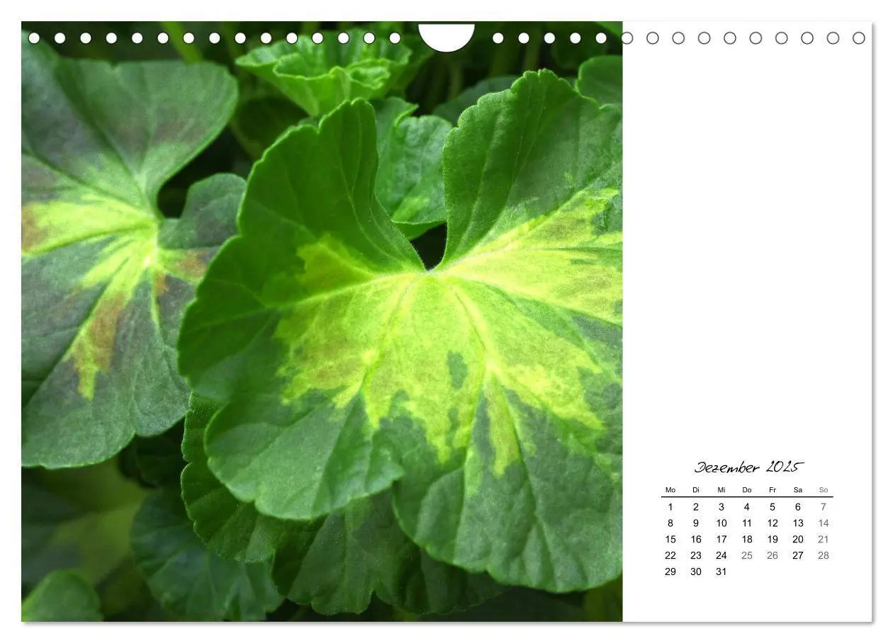 Bild: 9783435641383 | Blattkunst (Wandkalender 2025 DIN A4 quer), CALVENDO Monatskalender