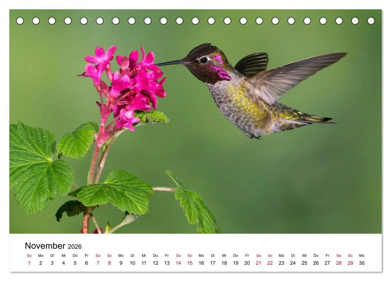 Bild: 9783516061383 | Kolibris - Juwelen der Lüfte (Tischkalender 2026 DIN A5 quer),...