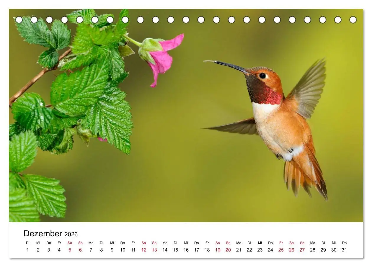 Bild: 9783516061383 | Kolibris - Juwelen der Lüfte (Tischkalender 2026 DIN A5 quer),...