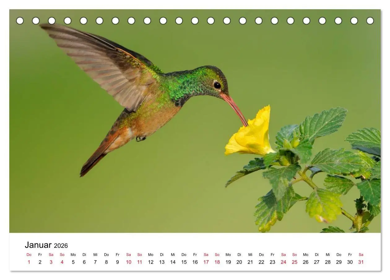Bild: 9783516061383 | Kolibris - Juwelen der Lüfte (Tischkalender 2026 DIN A5 quer),...