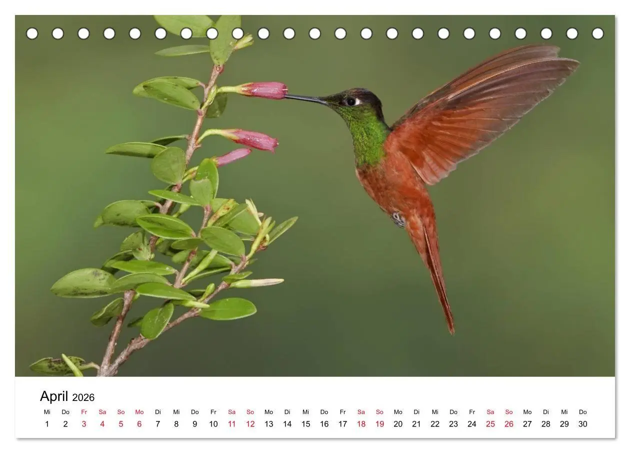 Bild: 9783516061383 | Kolibris - Juwelen der Lüfte (Tischkalender 2026 DIN A5 quer),...