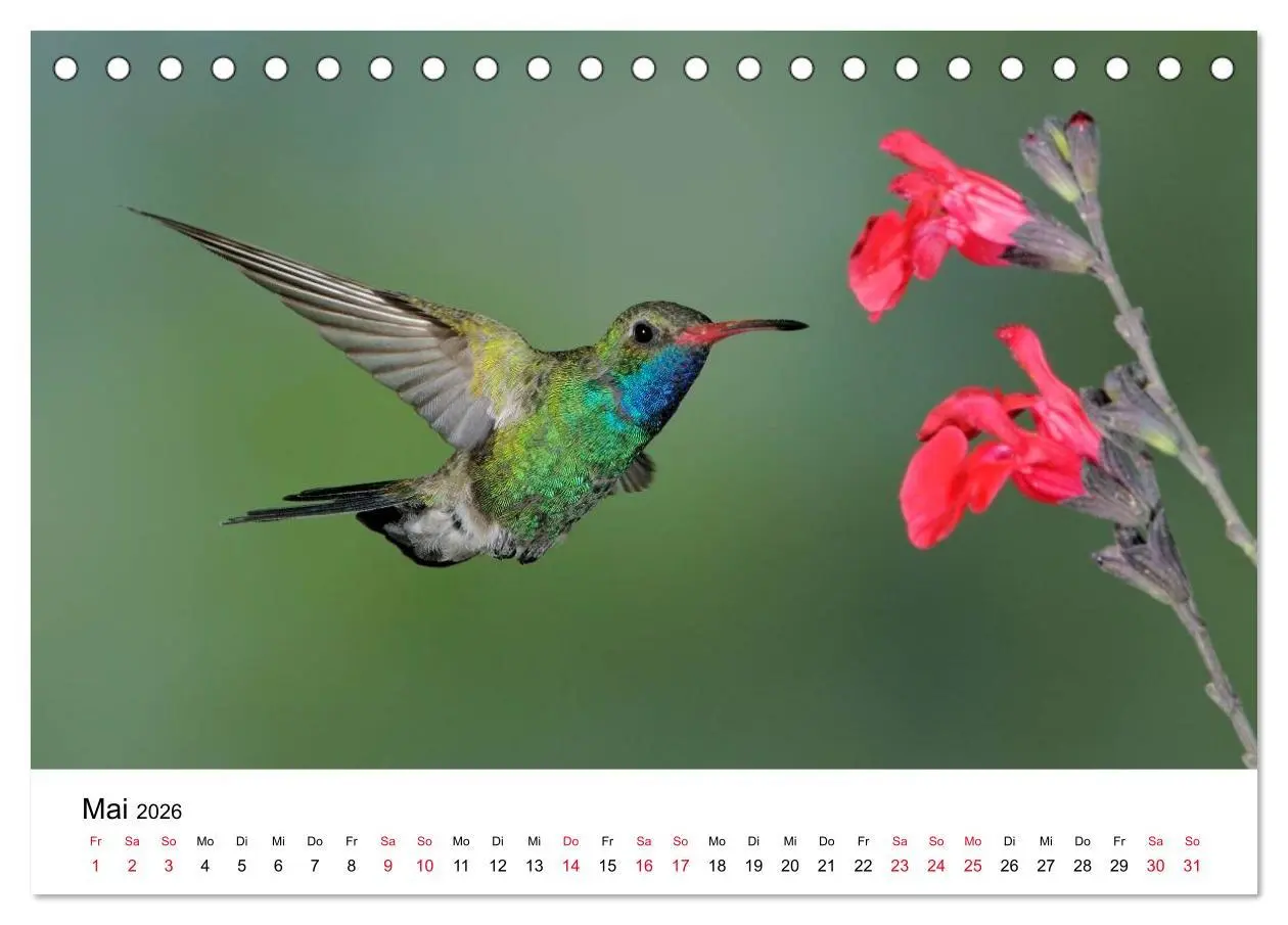 Bild: 9783516061383 | Kolibris - Juwelen der Lüfte (Tischkalender 2026 DIN A5 quer),...