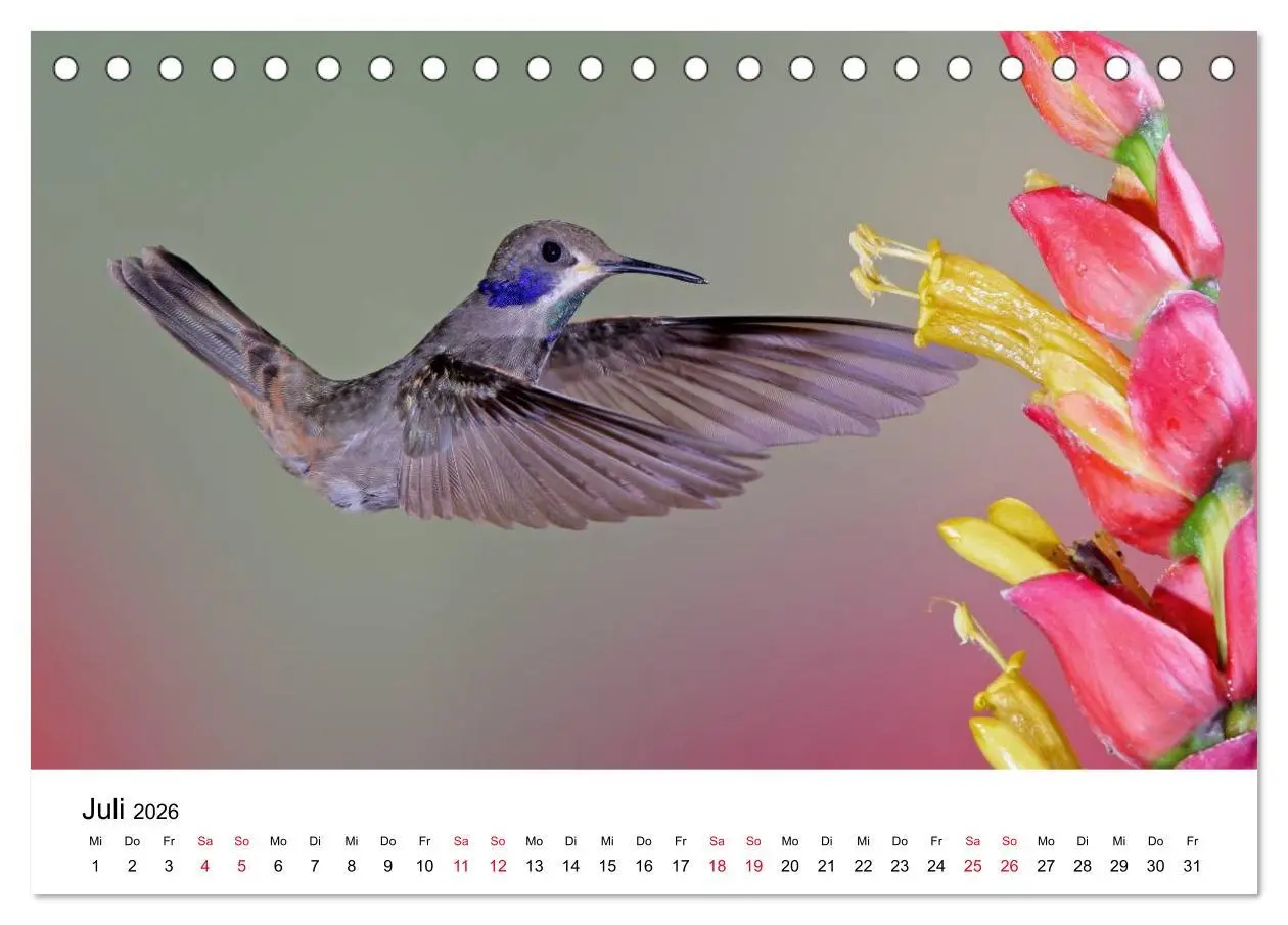 Bild: 9783516061383 | Kolibris - Juwelen der Lüfte (Tischkalender 2026 DIN A5 quer),...