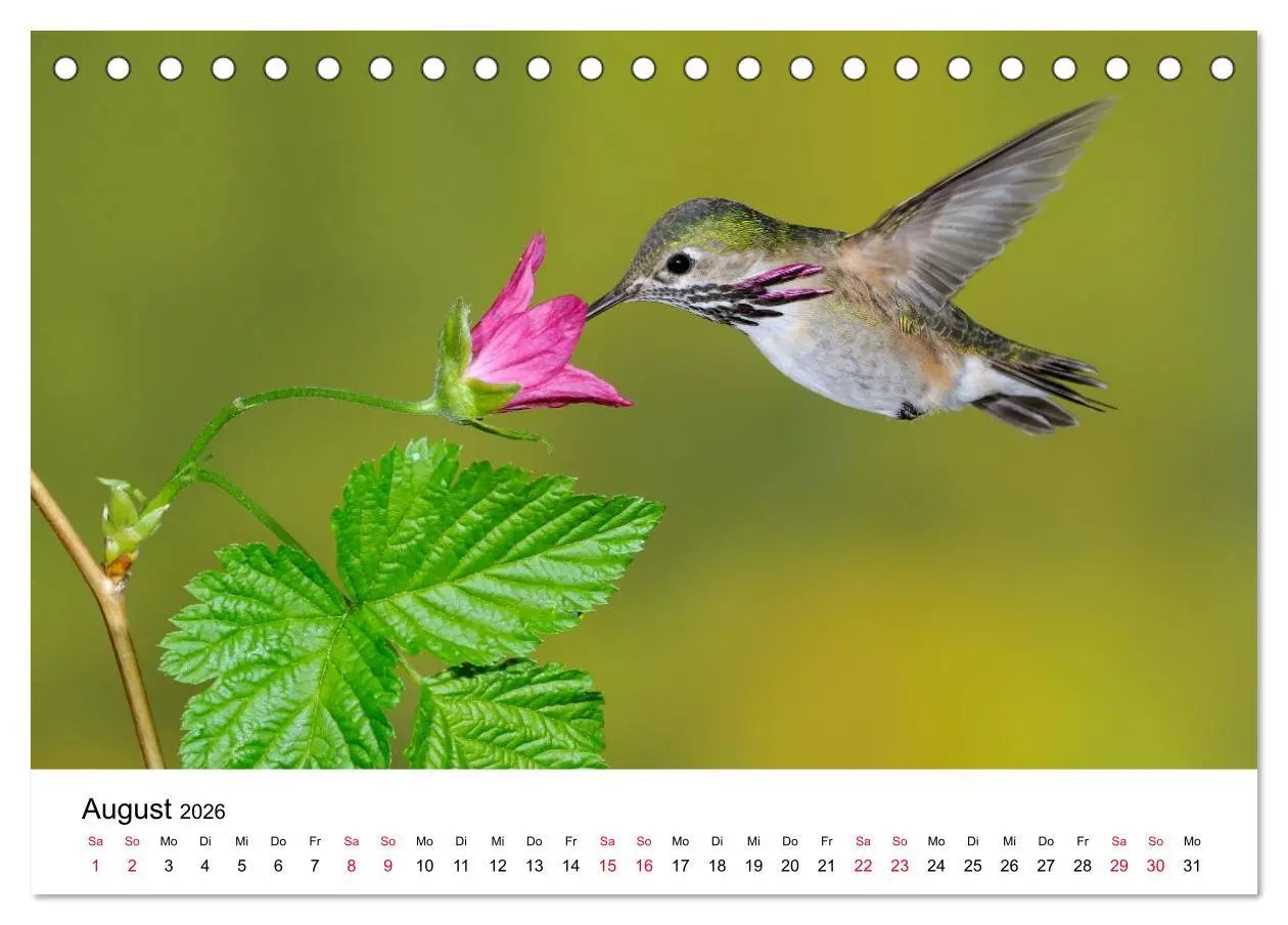 Bild: 9783516061383 | Kolibris - Juwelen der Lüfte (Tischkalender 2026 DIN A5 quer),...