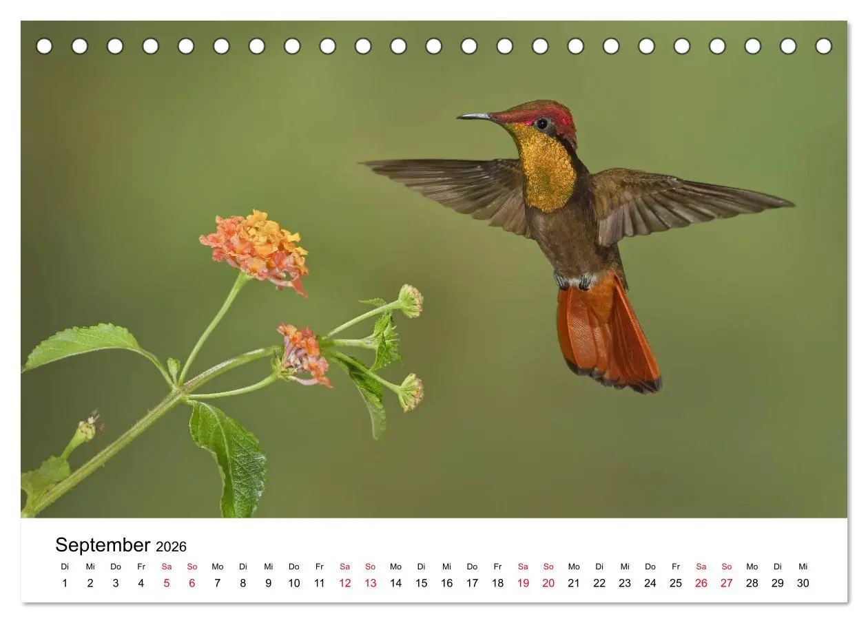 Bild: 9783516061383 | Kolibris - Juwelen der Lüfte (Tischkalender 2026 DIN A5 quer),...