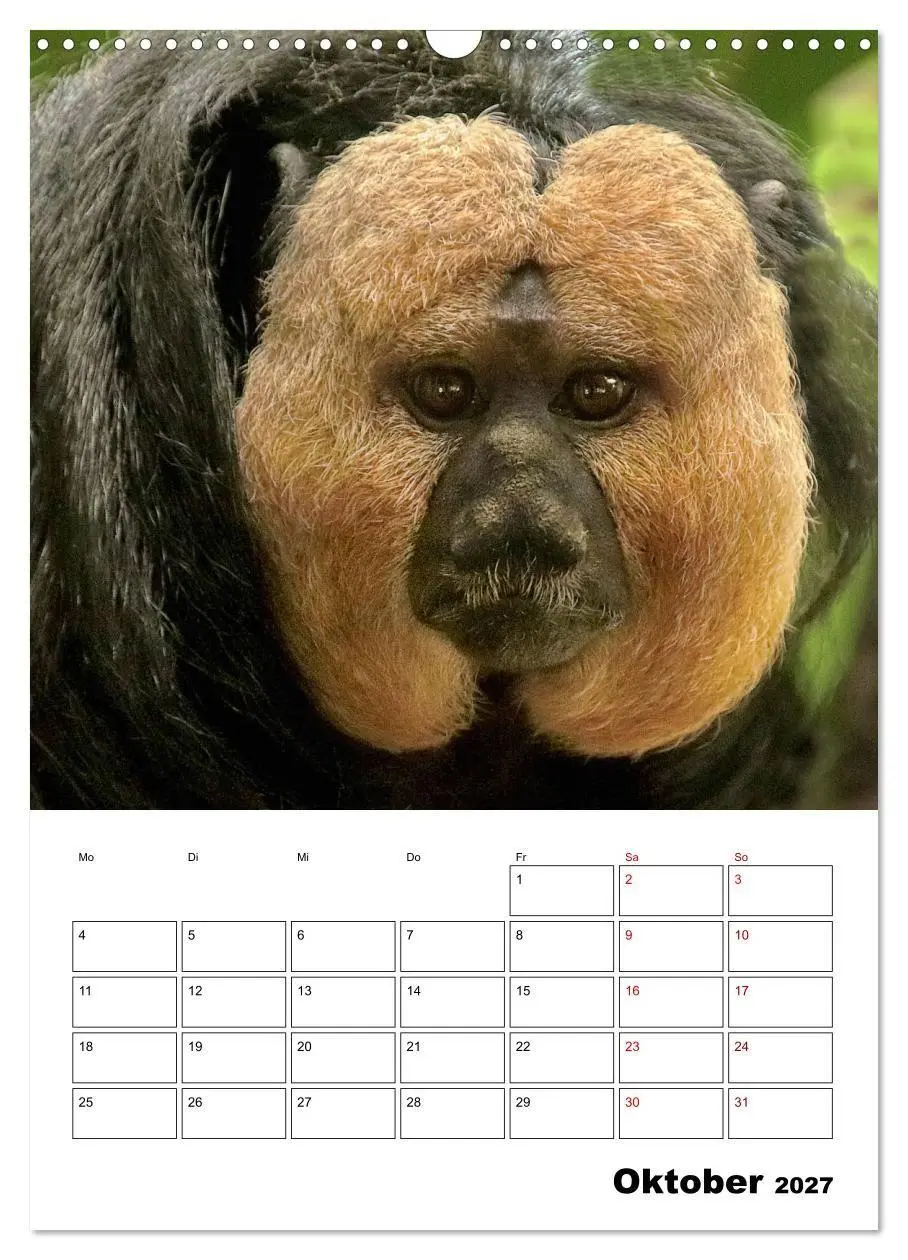 Bild: 9783569841383 | Augenblick der Affen 2027 (Wandkalender 2027 DIN A3 hoch), CALVENDO...