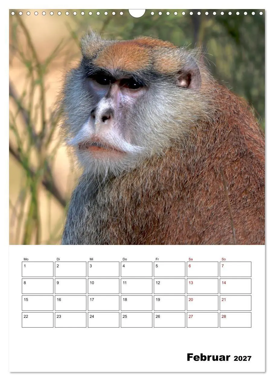Bild: 9783569841383 | Augenblick der Affen 2027 (Wandkalender 2027 DIN A3 hoch), CALVENDO...