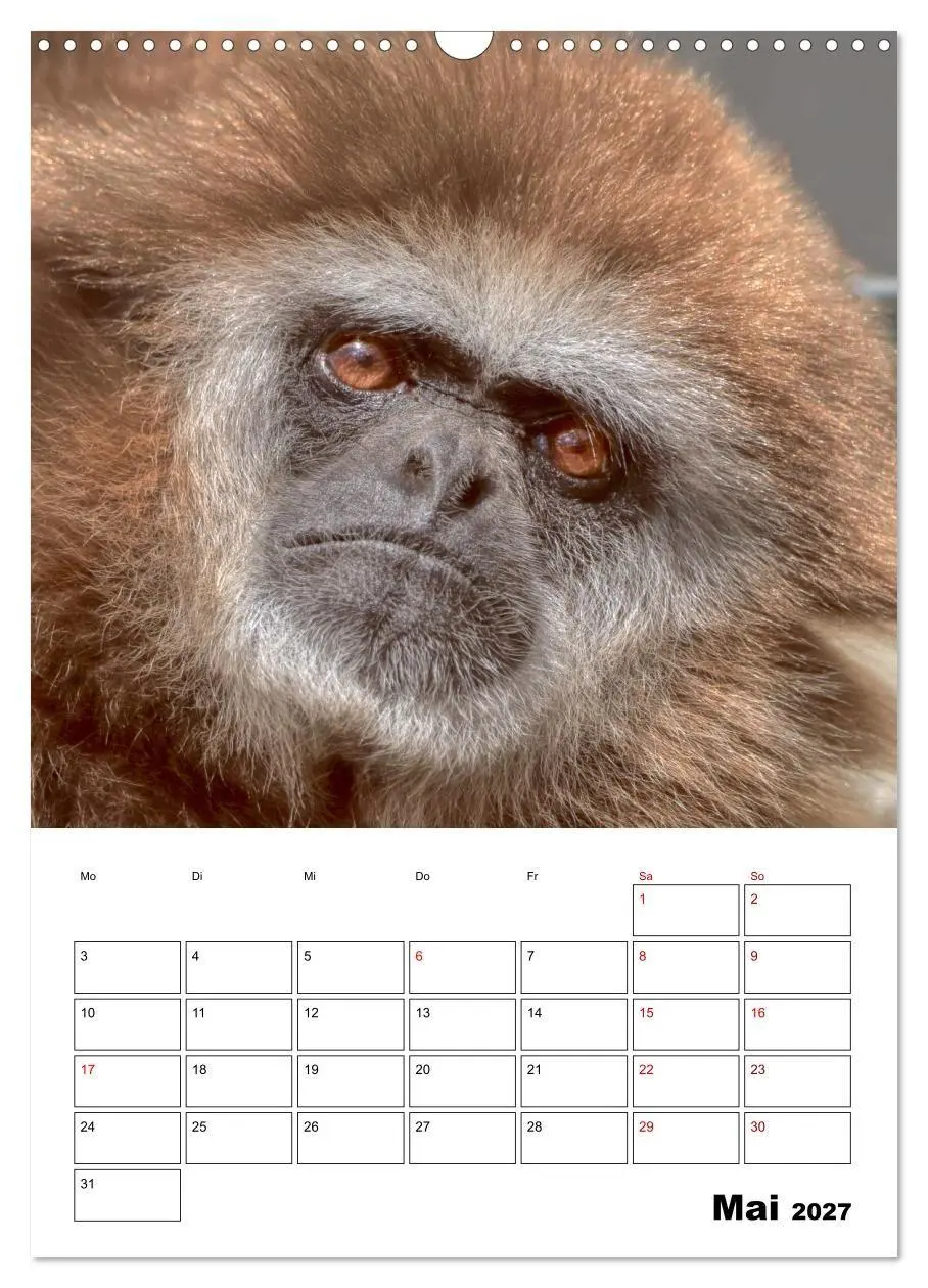 Bild: 9783569841383 | Augenblick der Affen 2027 (Wandkalender 2027 DIN A3 hoch), CALVENDO...