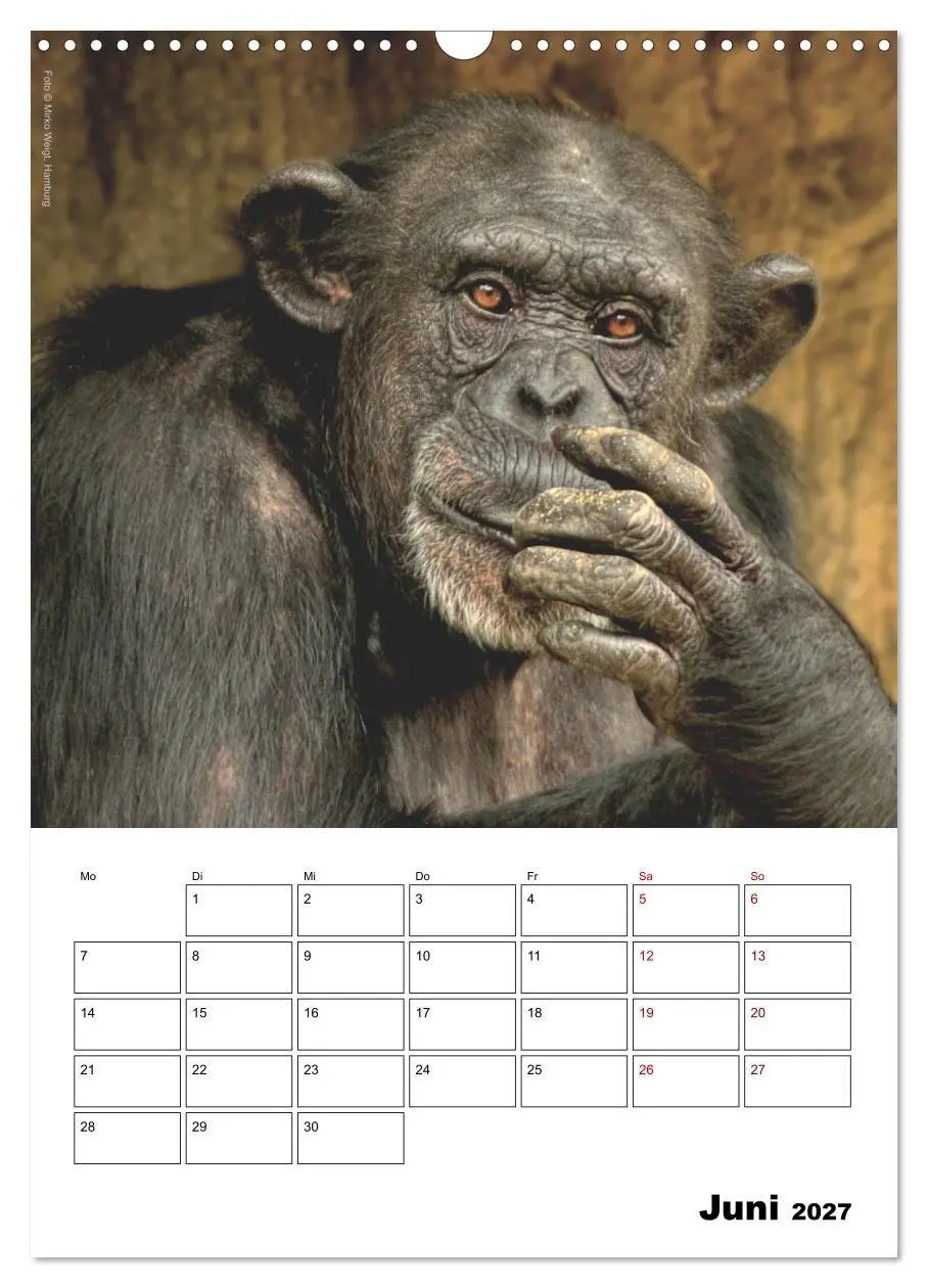 Bild: 9783569841383 | Augenblick der Affen 2027 (Wandkalender 2027 DIN A3 hoch), CALVENDO...