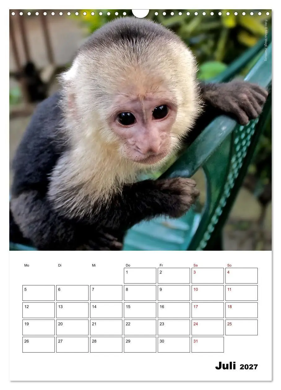 Bild: 9783569841383 | Augenblick der Affen 2027 (Wandkalender 2027 DIN A3 hoch), CALVENDO...