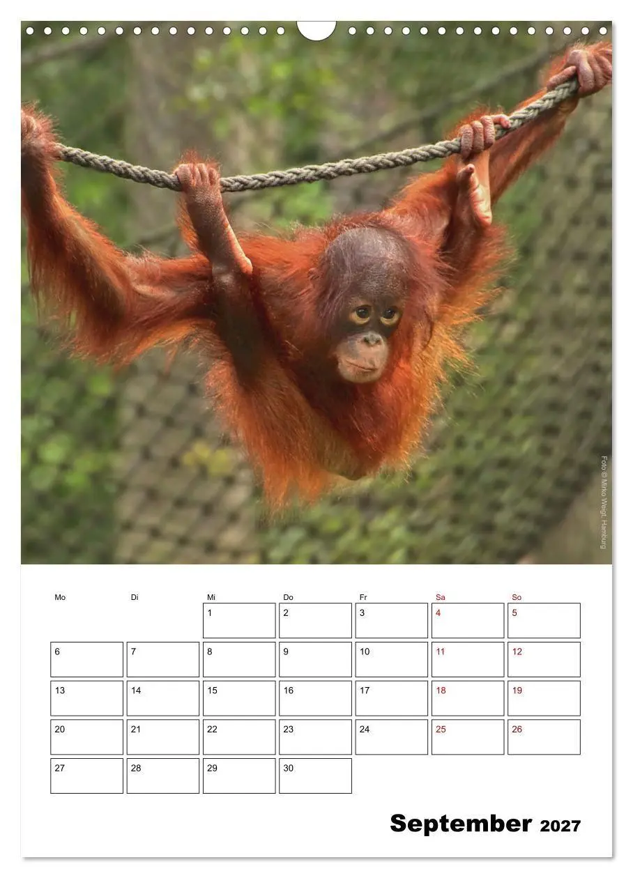 Bild: 9783569841383 | Augenblick der Affen 2027 (Wandkalender 2027 DIN A3 hoch), CALVENDO...