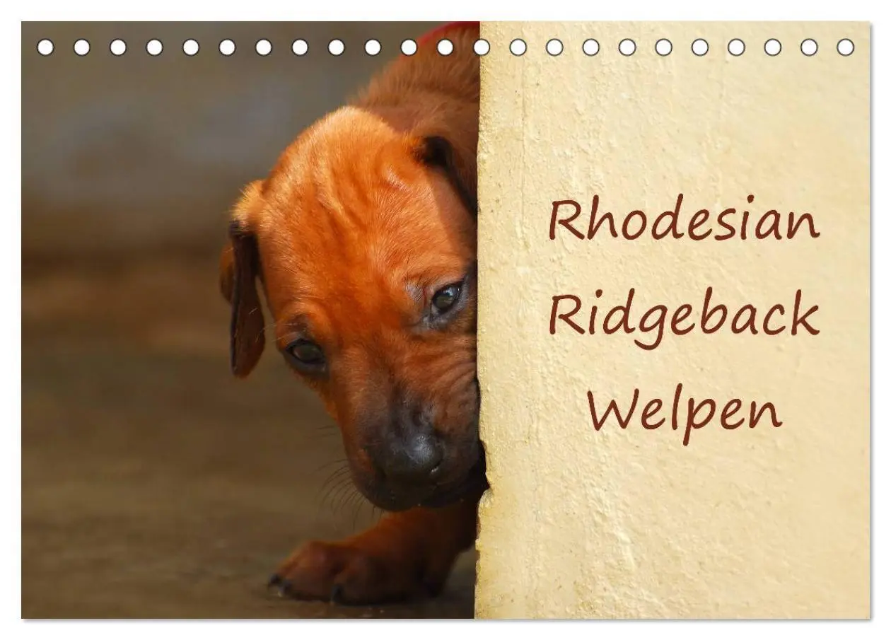 Cover: 9783435621583 | Rhodesian Ridgeback Welpen (Tischkalender 2025 DIN A5 quer),...