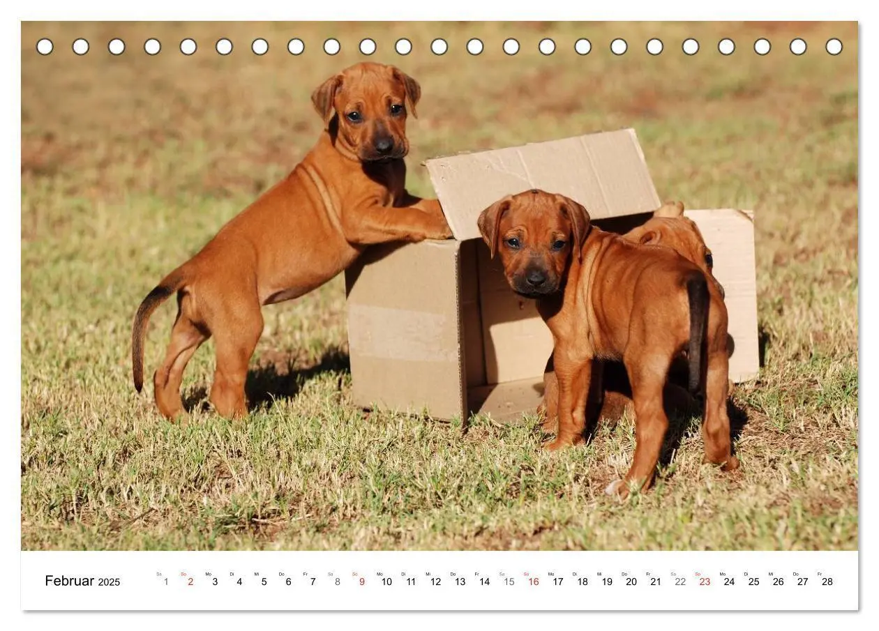 Bild: 9783435621583 | Rhodesian Ridgeback Welpen (Tischkalender 2025 DIN A5 quer),...